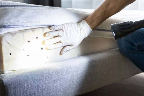Best Best Pest Control Companies  in Myrtle Beach, SC